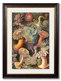 Buy Modern Full-Bleed Haeckel Flora Print No Mount Option