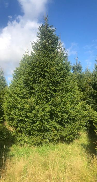 Buy Norway Spruce Christmas Tree