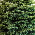 Buy Real Nordman Fir Christmas Tree for Sale