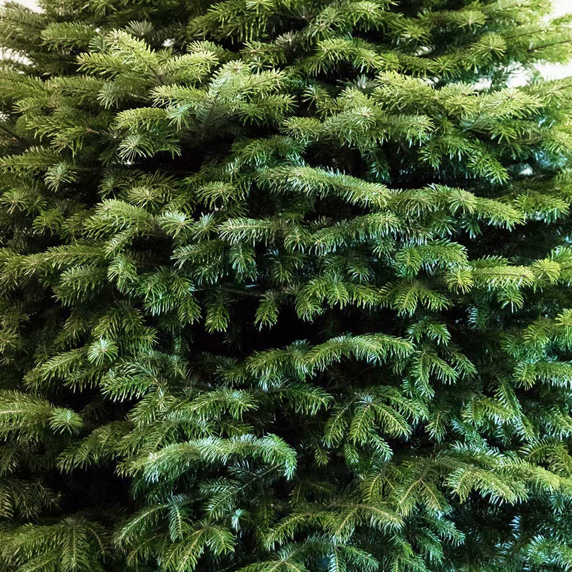 Buy Real Nordman Fir Christmas Tree for Sale