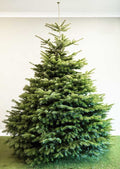 Buy Real Nordman Fir Christmas Tree with Low Needle Drop