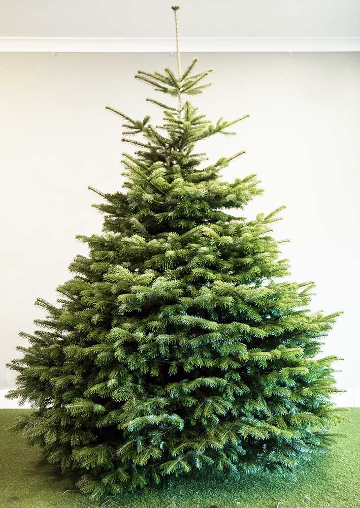 Buy Real Nordman Fir Christmas Tree with Low Needle Drop