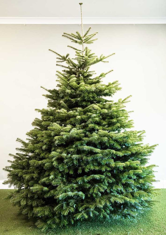 Buy Real Nordman Fir Christmas Tree with Low Needle Drop