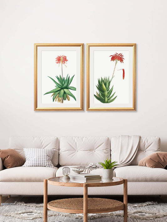 Buy Red Floral Illustrations set of 2 framed botanical prints UK