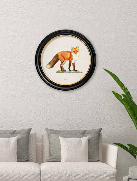 Buy Red Fox round framed art prints UK