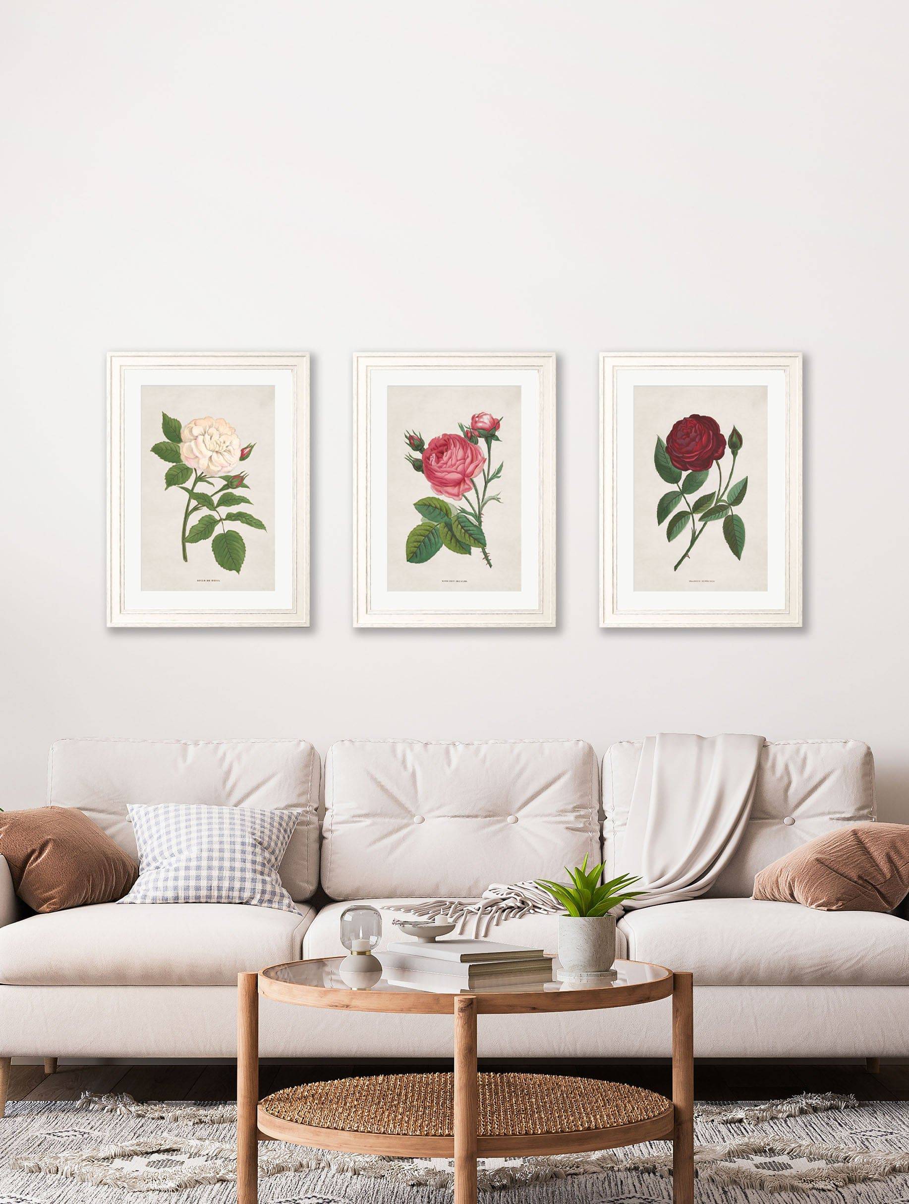 Buy Rose Floral Illustrations framed botanical print UK
