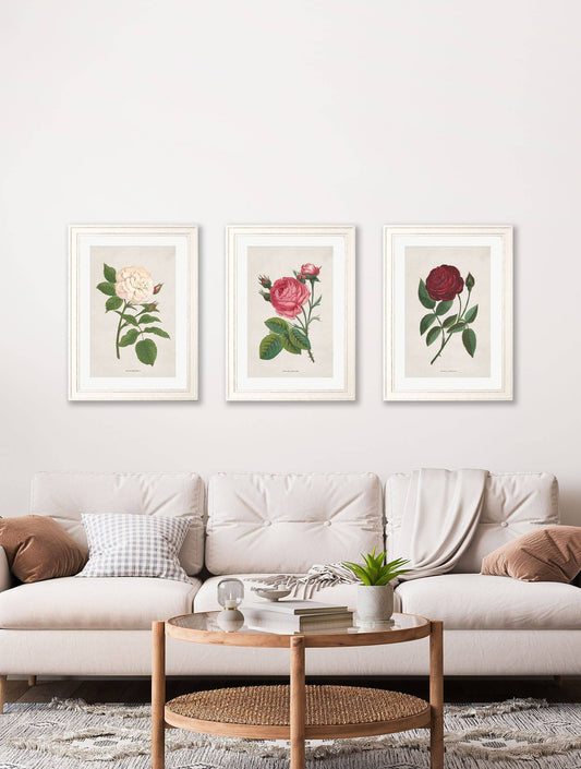 Buy Rose Floral Illustrations framed botanical print UK
