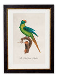 Buy Set of 12 Vintage Bird Prints Hand-Assembled in Lancashire Studio