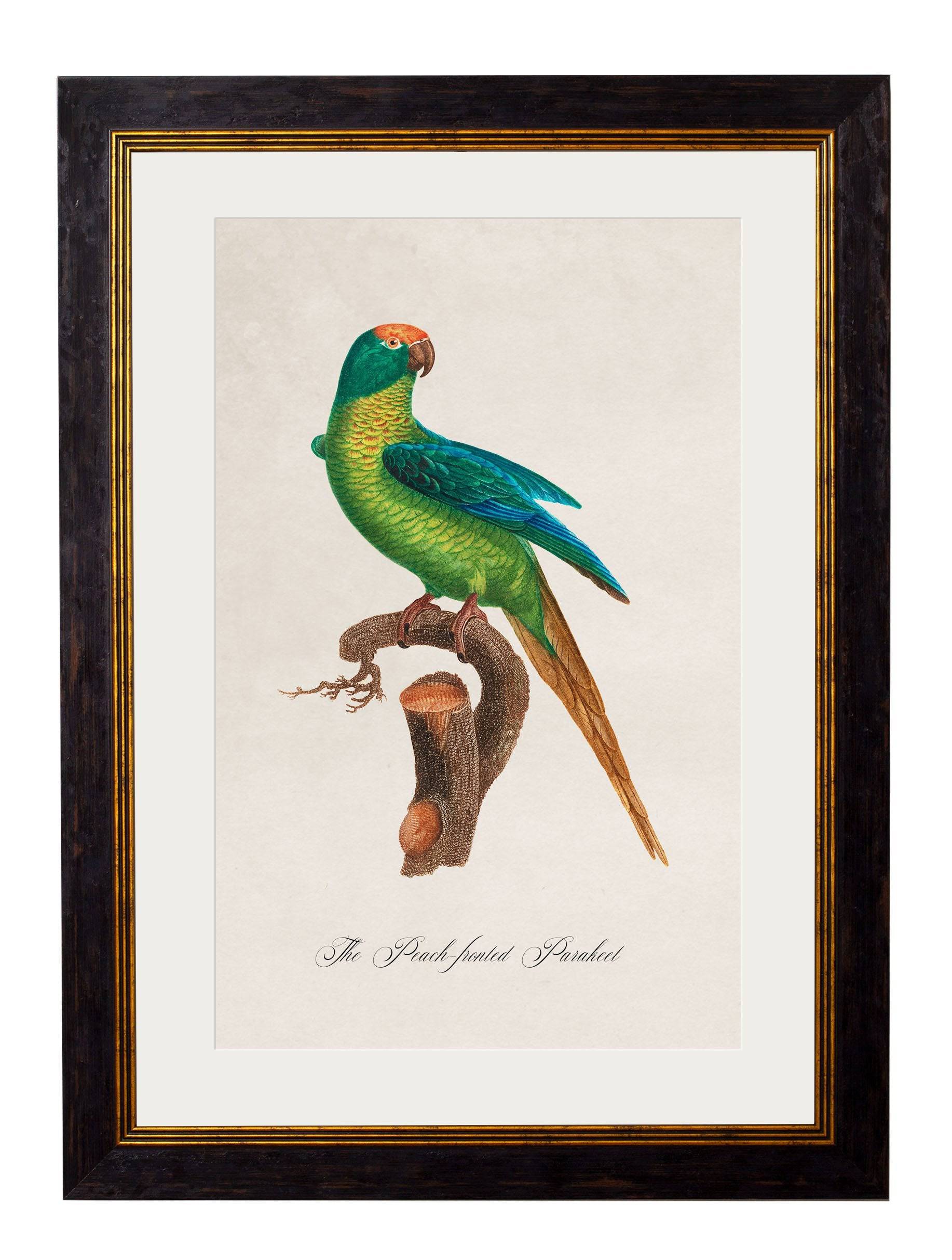 Buy Set of 12 Vintage Bird Prints Hand-Assembled in Lancashire Studio