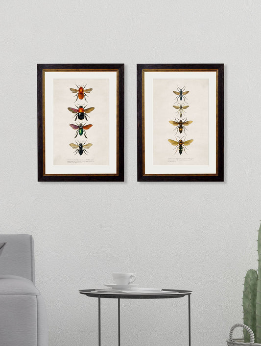 Buy Set of 2 Victorian Bee and Wasp Scientific Illustration Prints for Wall Art