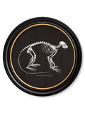 Buy Set of 4 Anatomical Skeleton Prints in Dark Round Frames