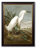 Buy Sustainable Wood Framed c.1838 Audubon Heron Prints Made in Britain