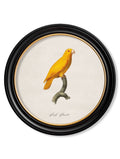 Buy Unique Round Framed Parrot Illustrations for Sophisticated Interior Schemes