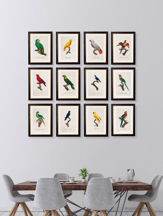 Buy Vibrant French Early 1800s Parrot Prints in Sustainable Wood Frames