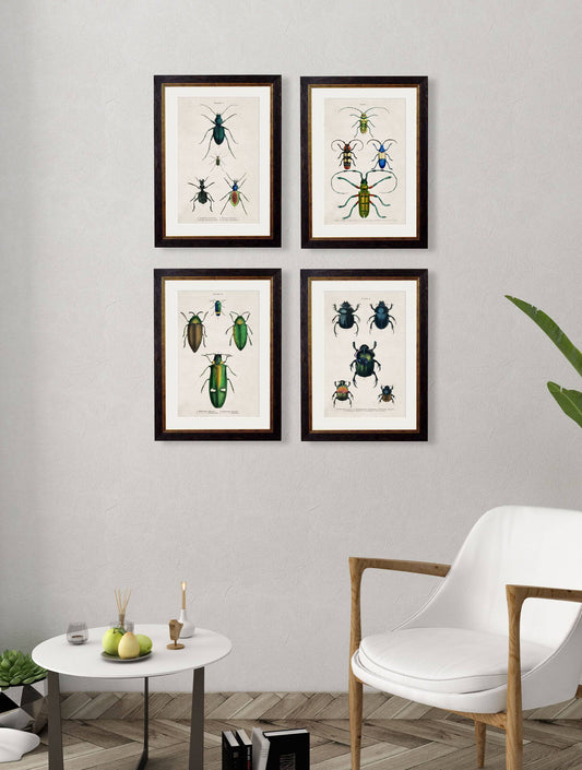 Buy Victorian Beetle Illustration Prints in Sustainable Wood Oxford Frames