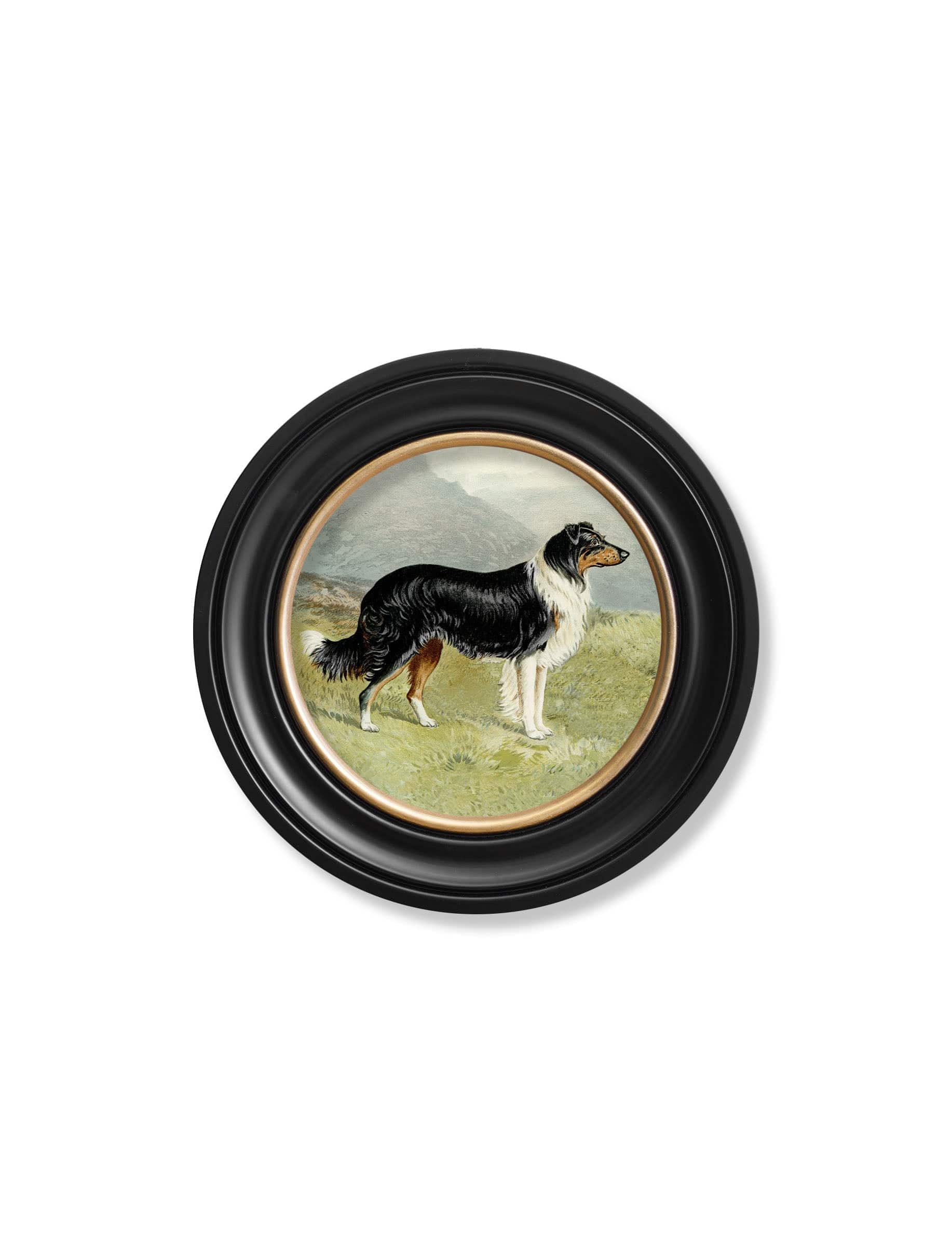 Buy Victorian Border Collie Labrador round framed art UK
