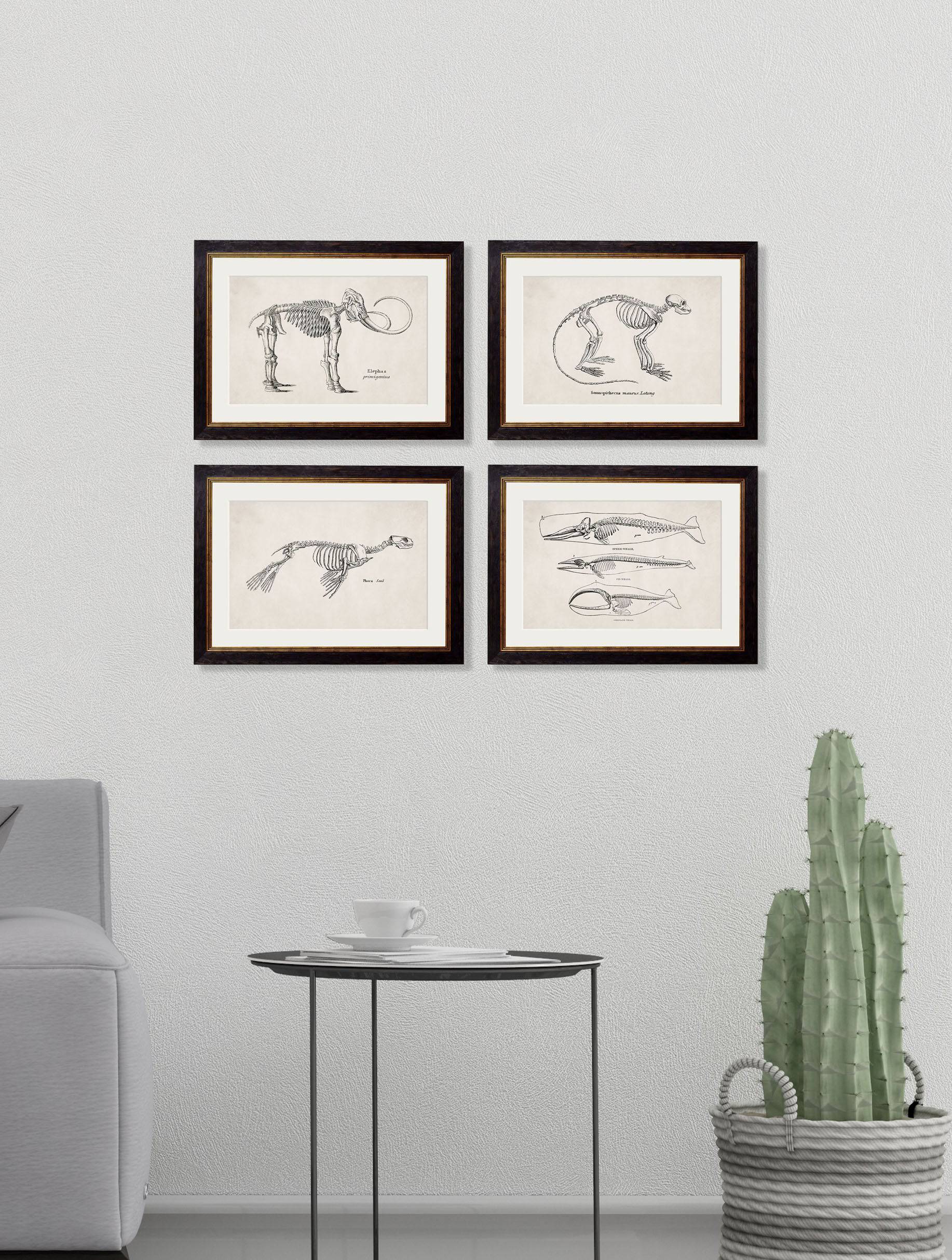 Buy Victorian Skeleton Illustration Prints in Sustainable Wood Oxford Frames
