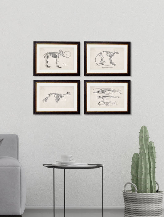 Buy Victorian Skeleton Illustration Prints in Sustainable Wood Oxford Frames