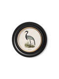 Buy Vintage British Crane and Heron Round Prints Hand-Finished in Lancashire