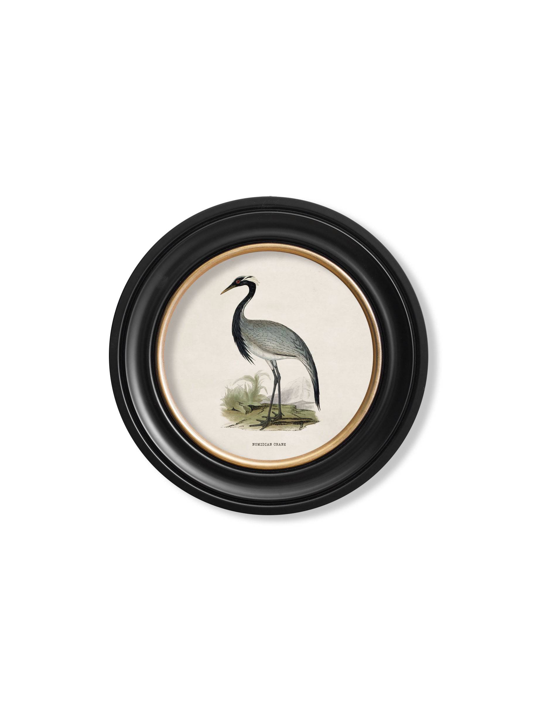 Buy Vintage British Crane and Heron Round Prints Hand-Finished in Lancashire