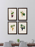 Buy Vintage French Wine Grape Prints in Sustainable Wood Oxford Frames