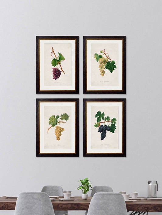 Buy Vintage French Wine Grape Prints in Sustainable Wood Oxford Frames