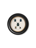 Buy Vintage Scientific Beetle Prints in Modern Circular Oxford Frames
