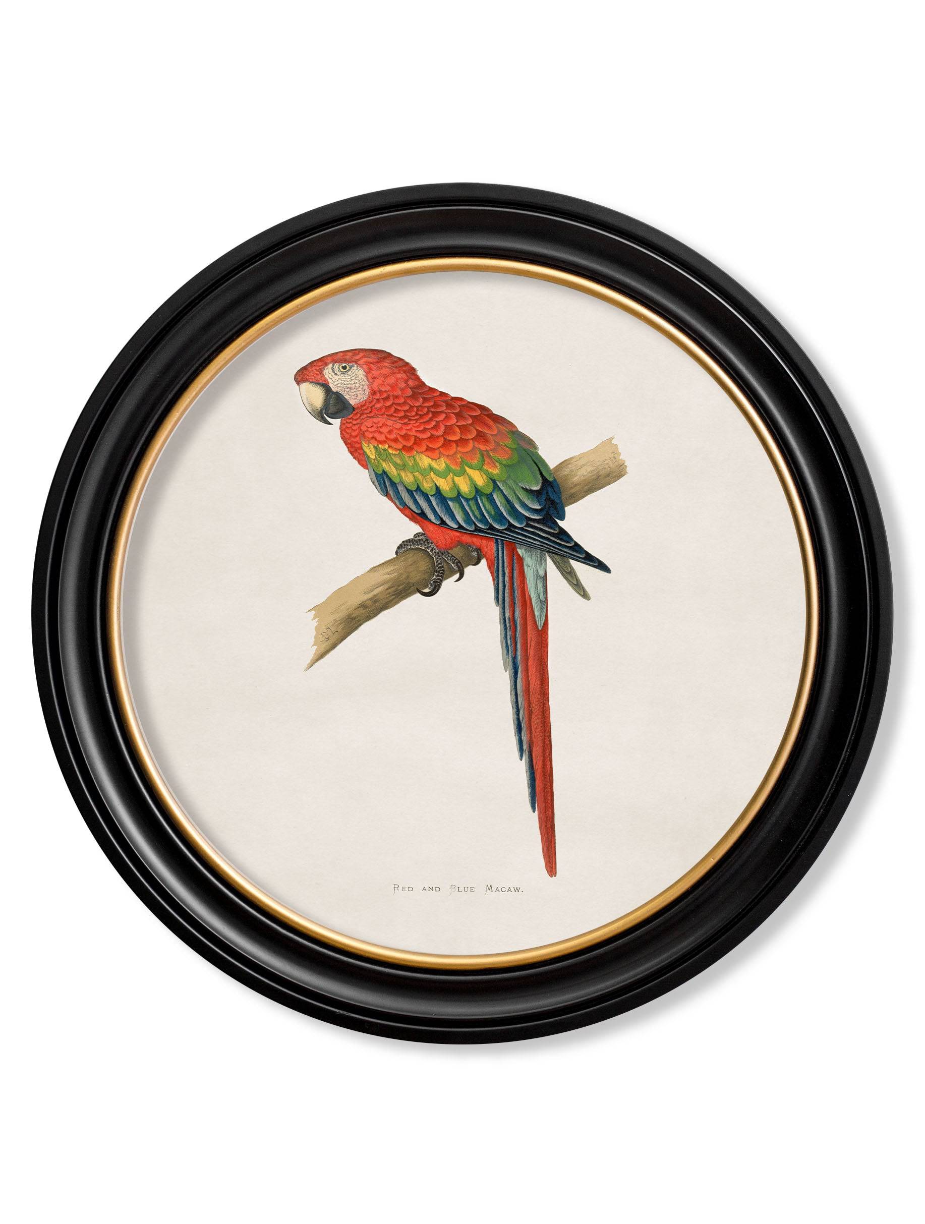Buy Vintage Scientific Parrot Prints in Modern Circular Oxford Frames