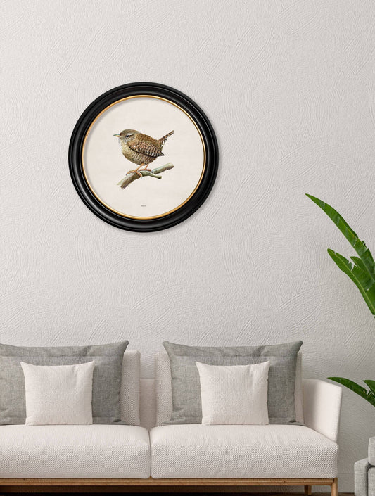 Buy Wren in Round Frame vintage bird art UK