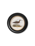 Buy antique British wader bird Oxford Round frame free UK mainland delivery
