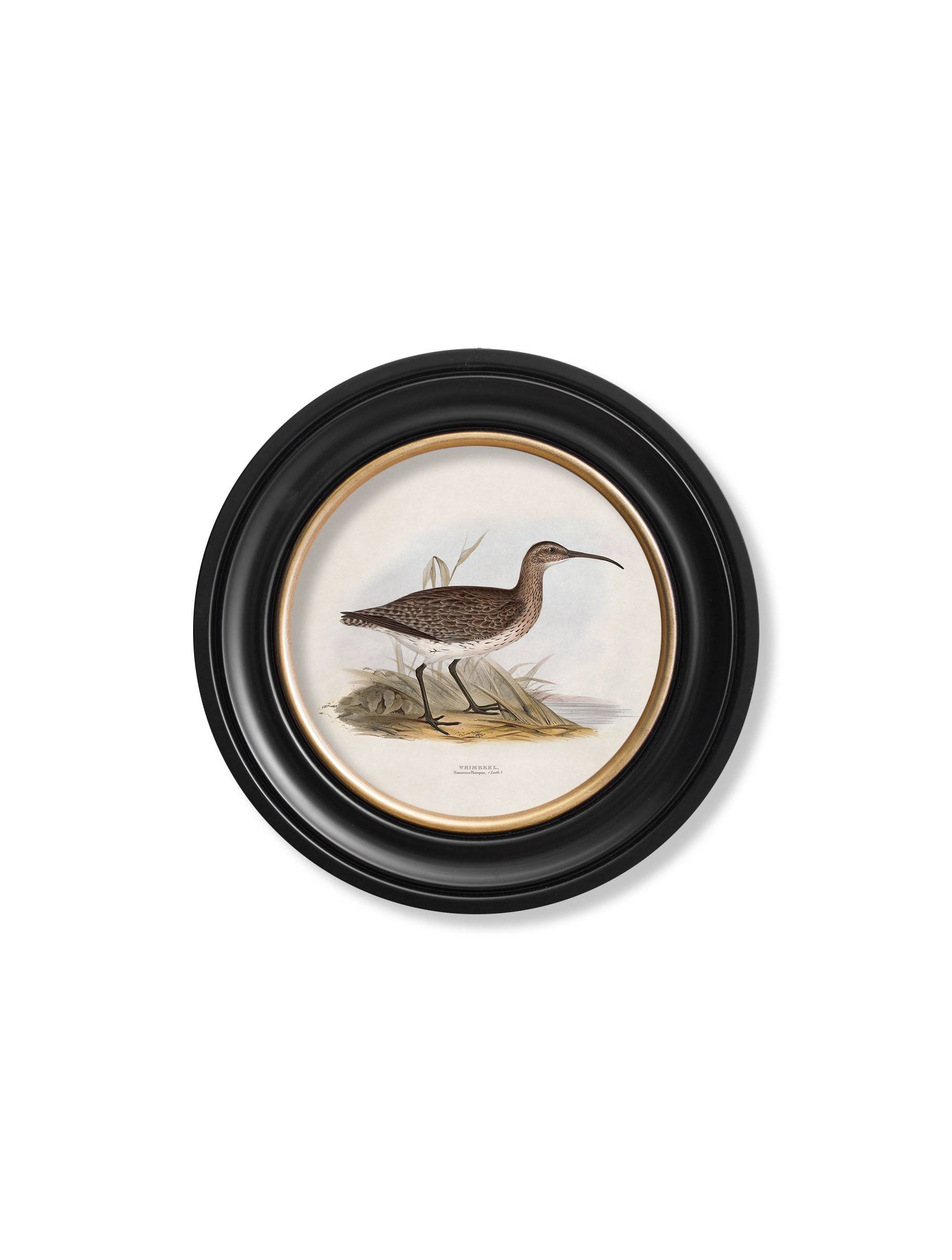 Buy antique British wader bird Oxford Round frame free UK mainland delivery

