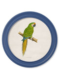 Buy antique macaw parrot wall art blue round frame British made

