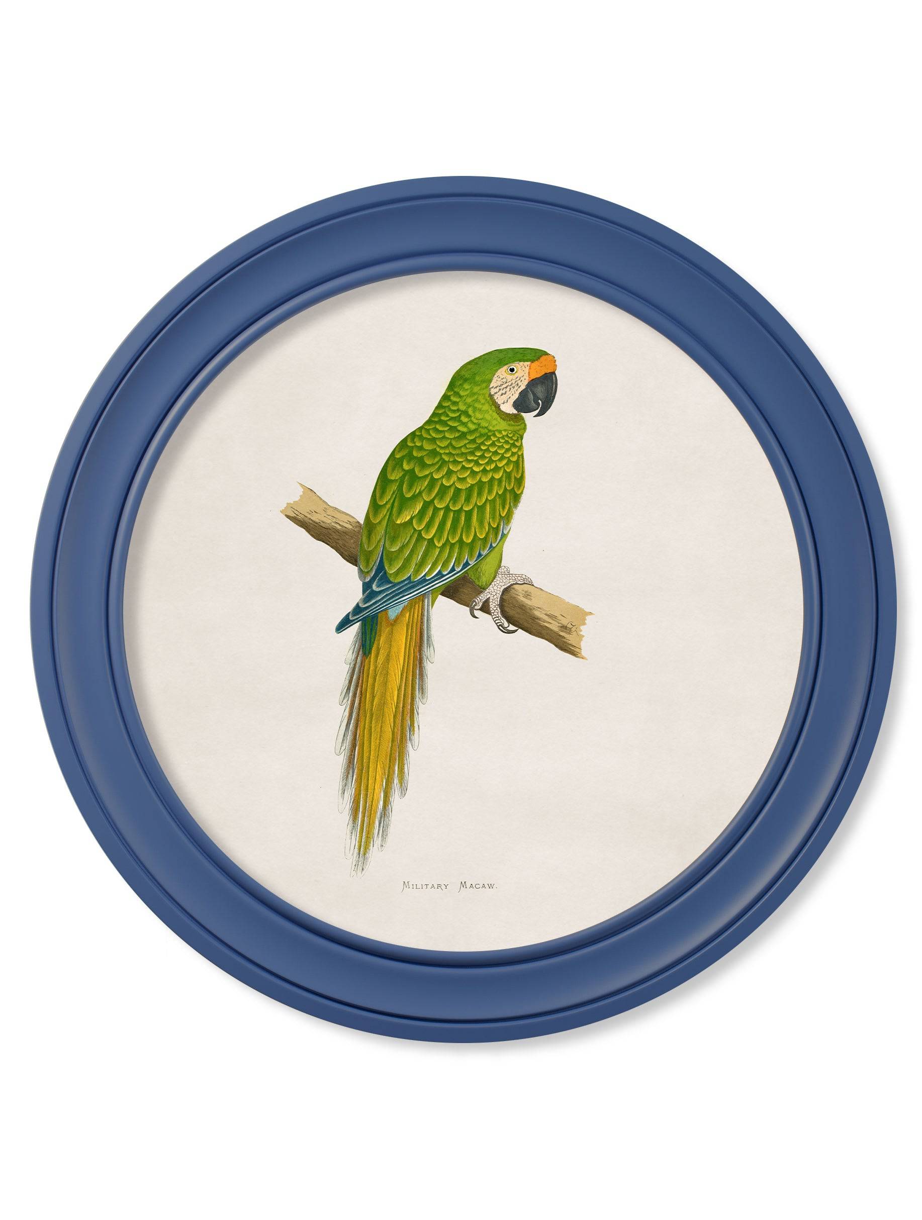 Buy antique macaw parrot wall art blue round frame British made
