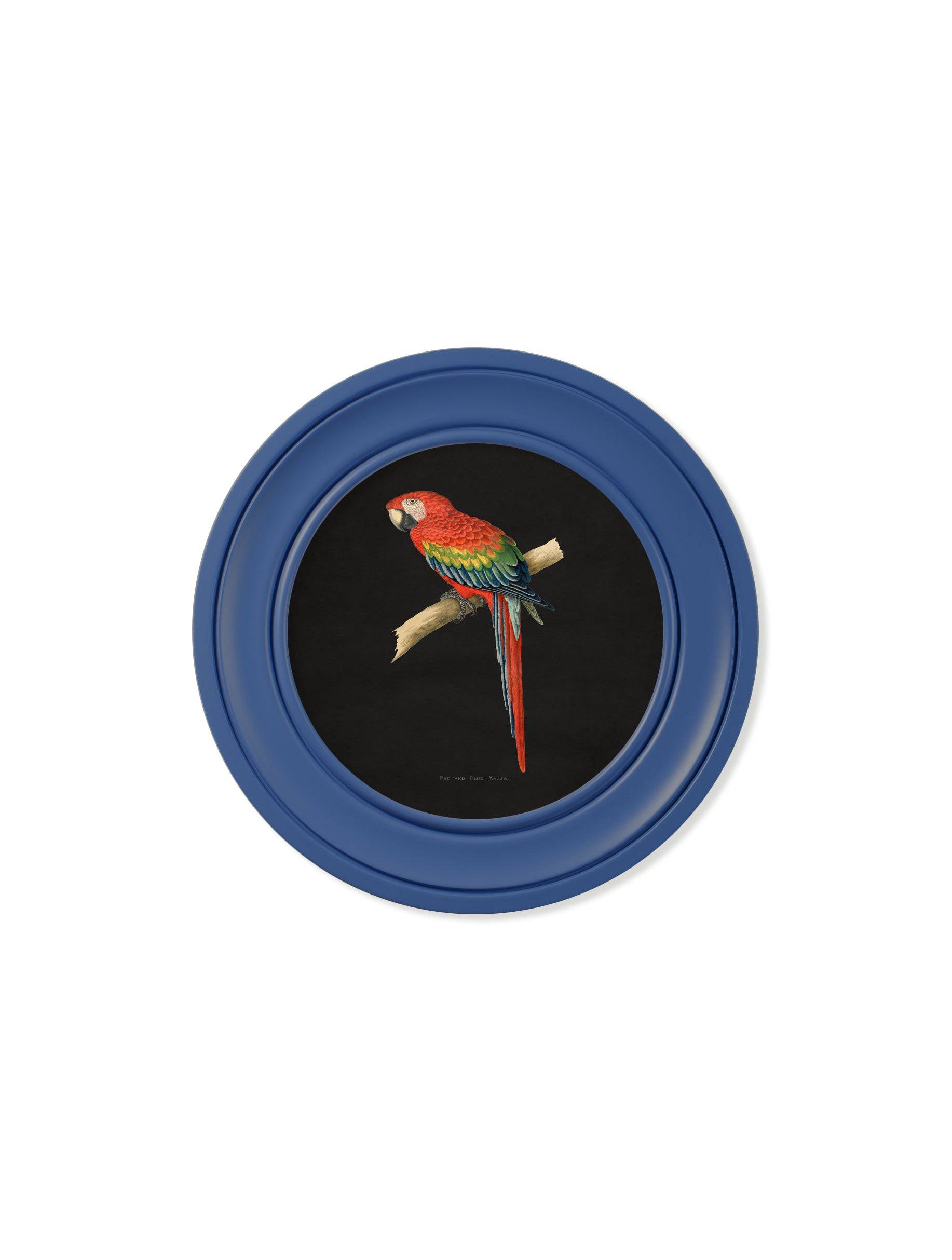 Buy archival quality blue macaw art online UK