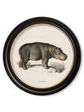 Buy archival quality historical wildlife fine art online UK Blythe Living