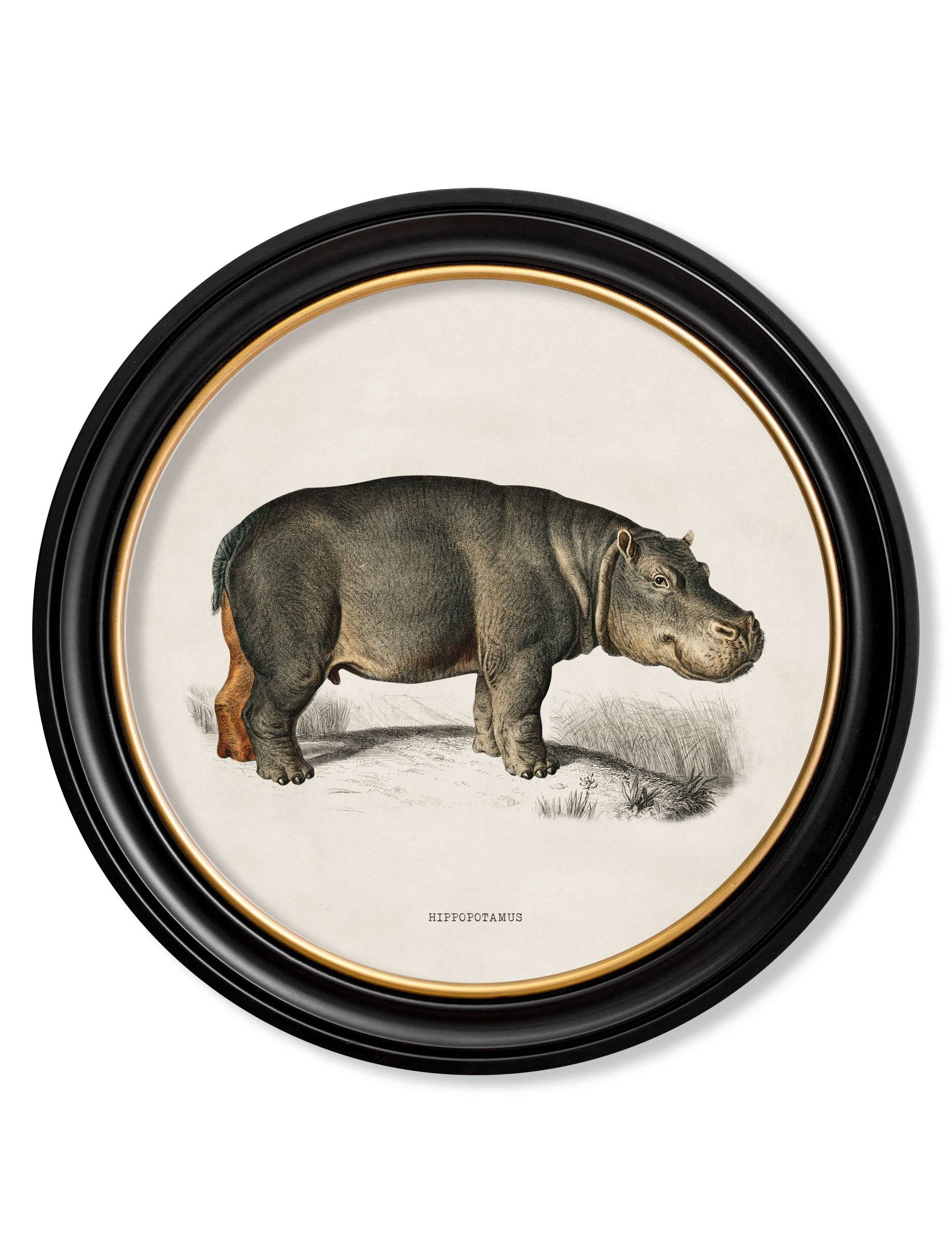 Buy archival quality historical wildlife fine art online UK Blythe Living