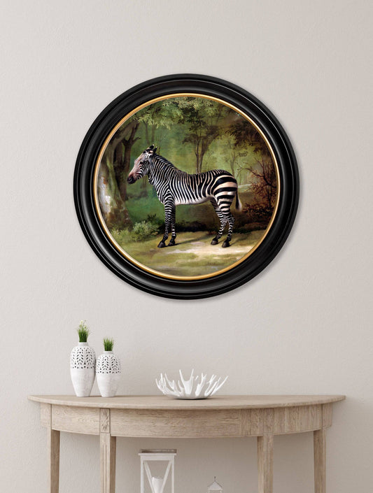 Buy c.1763 George Stubbs Zebra round framed print UK
