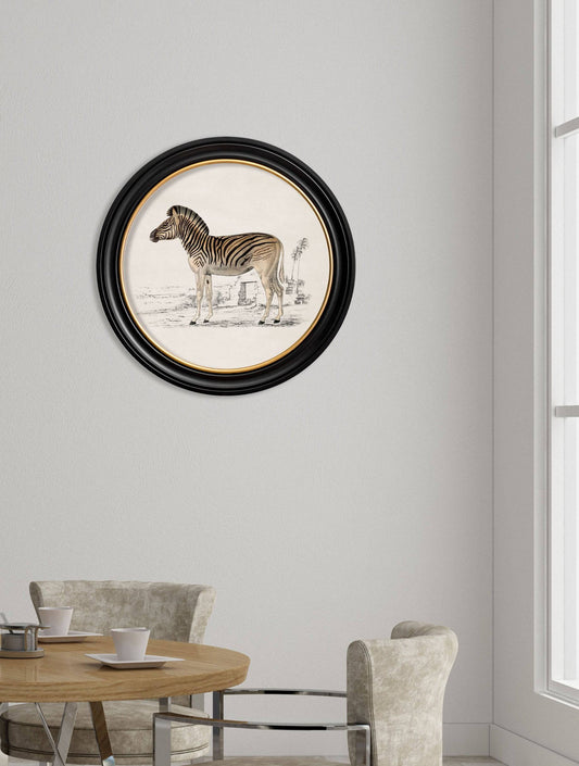 Buy c.1774 Zebra Round Frame vintage framed print online UK
