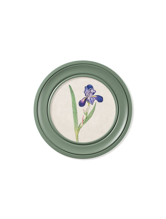 Buy c.1780 Flowering Plants Round Frame Green print UK