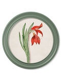 Buy c.1780 Flowering Plants Round Frame Green set online