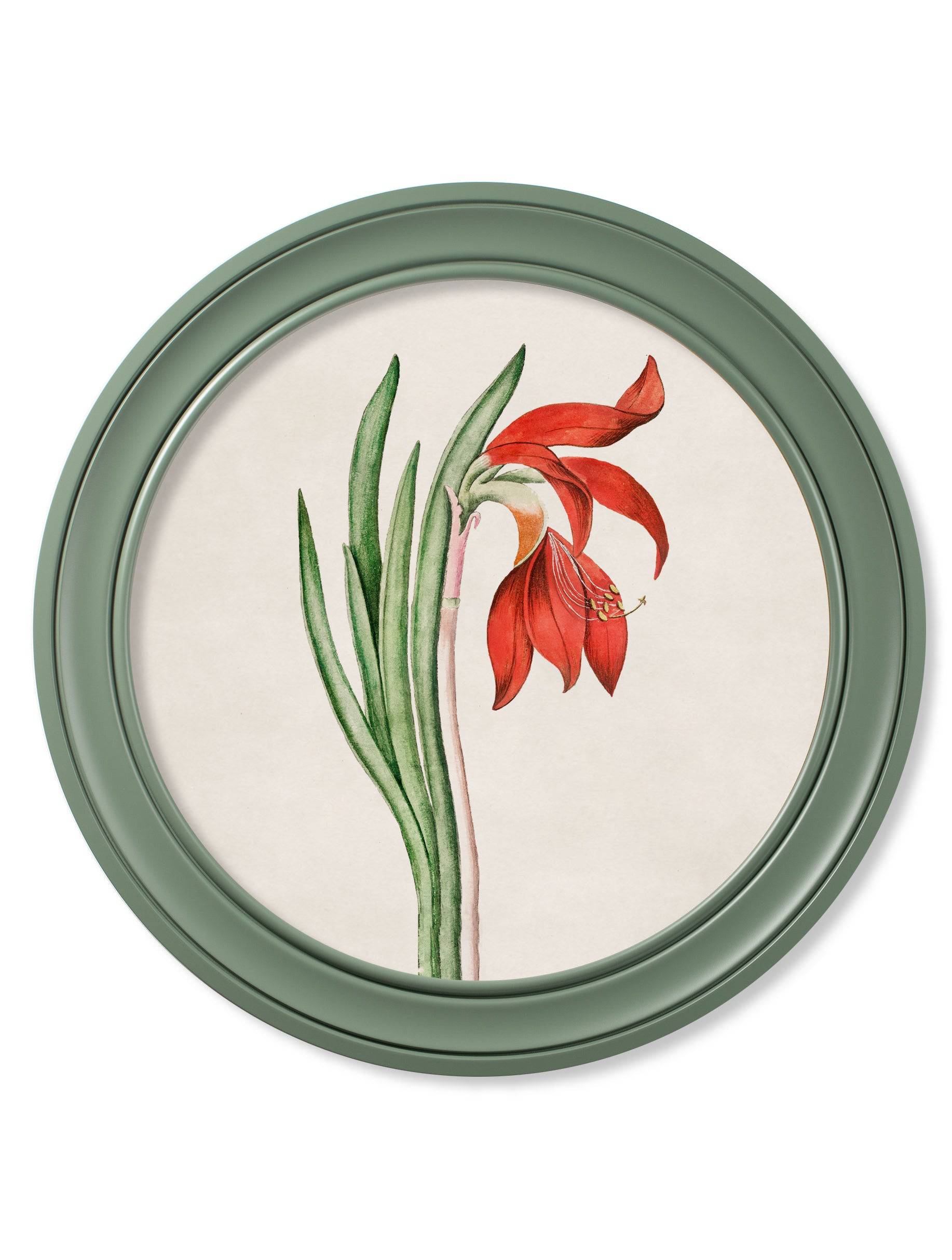 Buy c.1780 Flowering Plants Round Frame Green set online