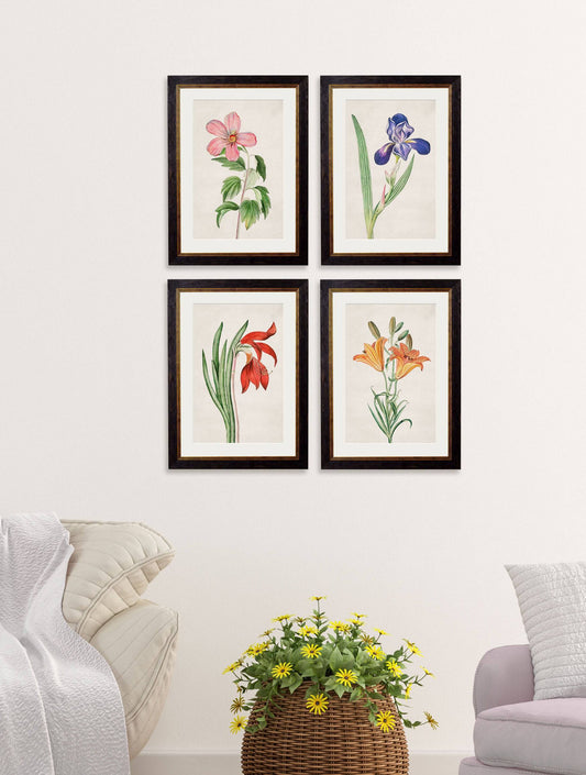 Buy c.1780 Flowering Plants framed botanical print UK free delivery
