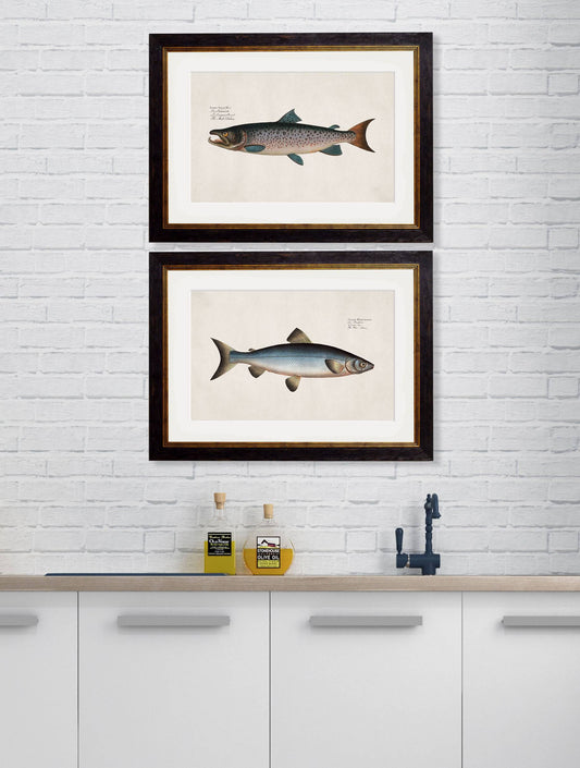 Buy c.1785 Atlantic Salmon Natural History Prints in Sustainable Wood Frames