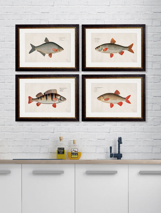 Buy c.1785 Fresh Water Fish Natural History Prints in Sustainable Wood Frames