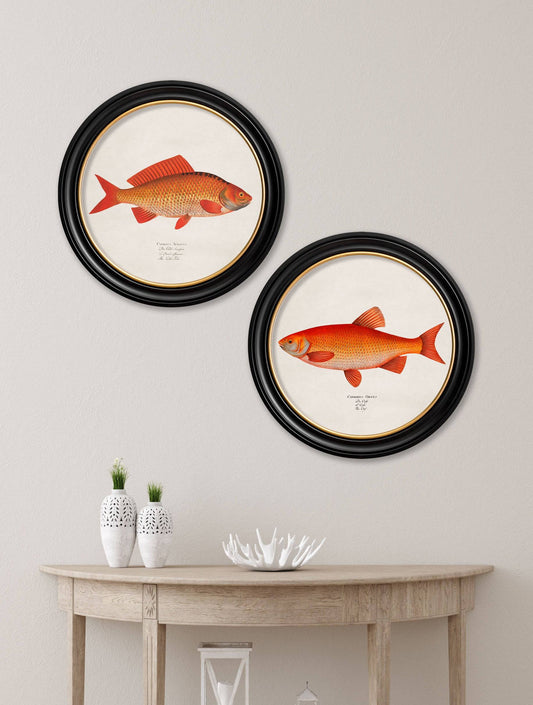 Buy c.1785 Goldfish and Golden Orfe Round Frame framed print UK
