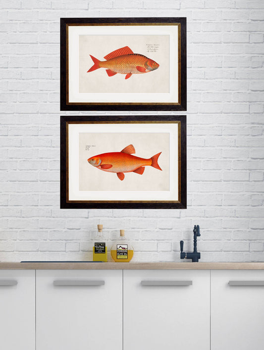 Buy c.1785 Goldfish and Golden Orfe framed print UK
