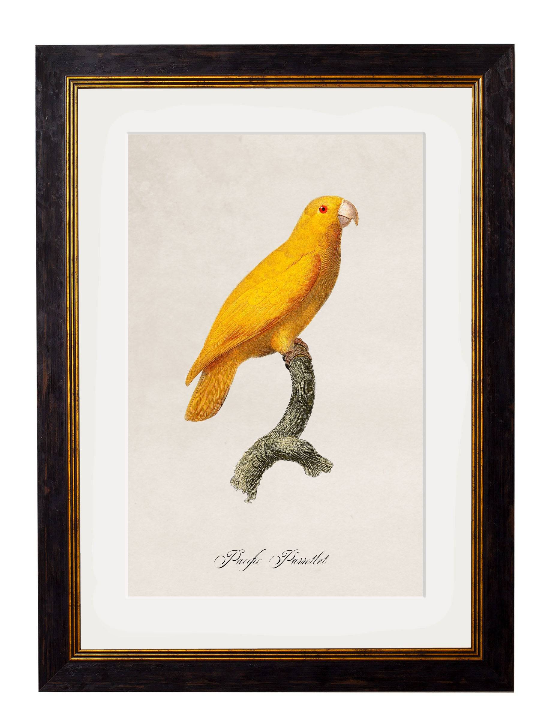 Buy c.1800's Collection of Parrots in Black Oxford Slim Wood Frames