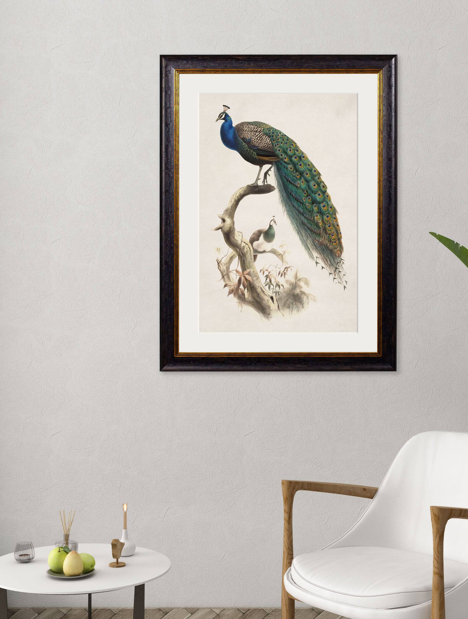 Buy c.1800s Indian Blue Peacock framed art print UK