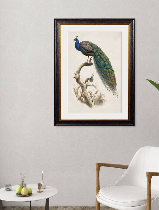 Buy c.1800s Indian Blue Peacock framed art print UK