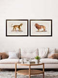 Buy c.1800s Lion & Lioness framed print UK